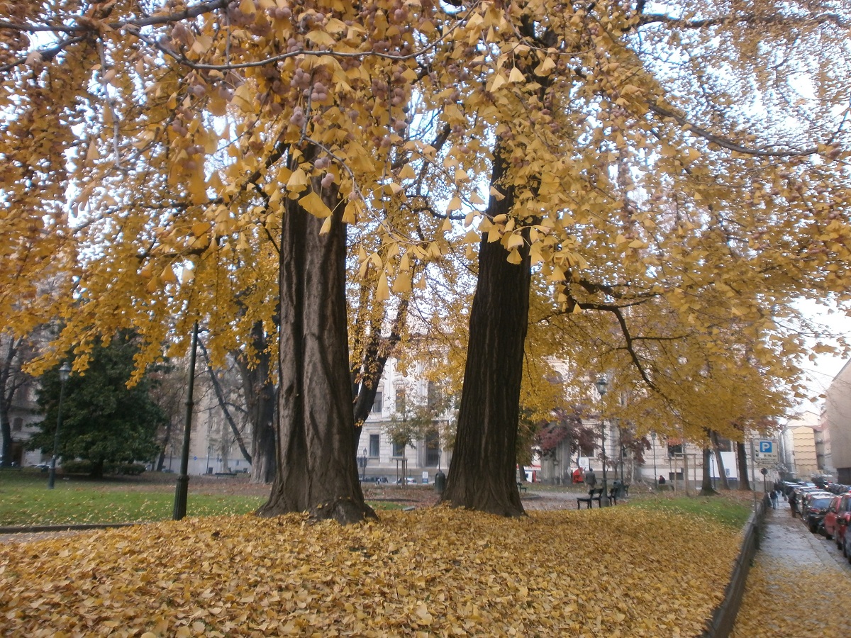 Veduta dei Giardini La Marmora a Torino, in prossimità dell Assessorato al Turismo della Regione Piemonte, sede della riunione operativa del Tavolo tecnico per la mobilità sostenibile per l organizzazione con Fondazione FS del viaggio inaugurale della Linea ferroviaria Asti - Castagnole delle Lanze con il treno storico a vapore.
