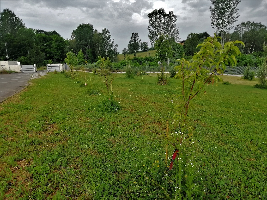 Nuove piantagioni arboree non ancora servite dall impianto di irrigazione nel Parco della Salute dell Ospedale Cardinal Massaia di Asti.