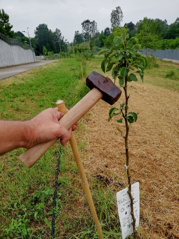 Posizionamento e piantagione di paletti per sostenere le tubazioni dell impianto di irrigazione.