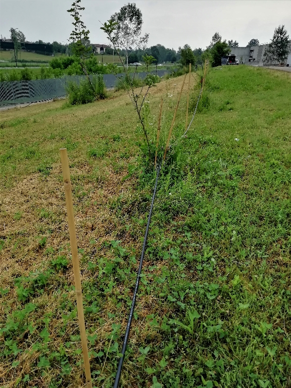 Fissazione della tubazione sui paletti dell impianto di irrigazione.