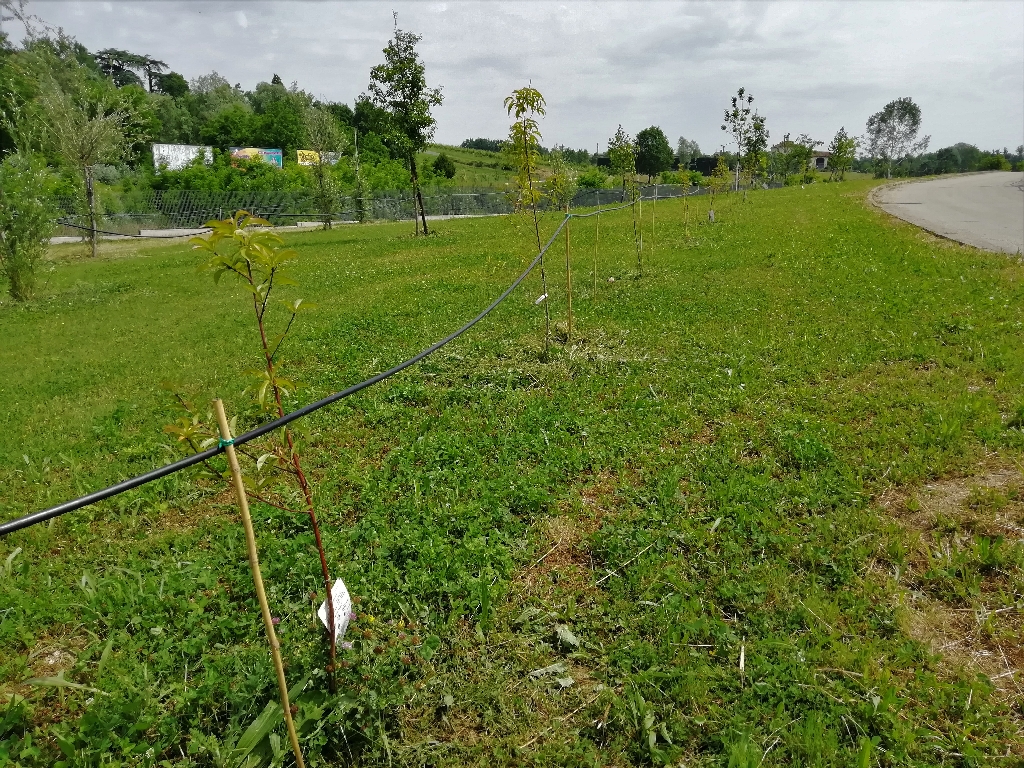 Intervento di completamento dell impianto di irrigazione a servizio dei nuovi alberi del Parco della salute dell Ospedale Cardinal Massaia di Asti.