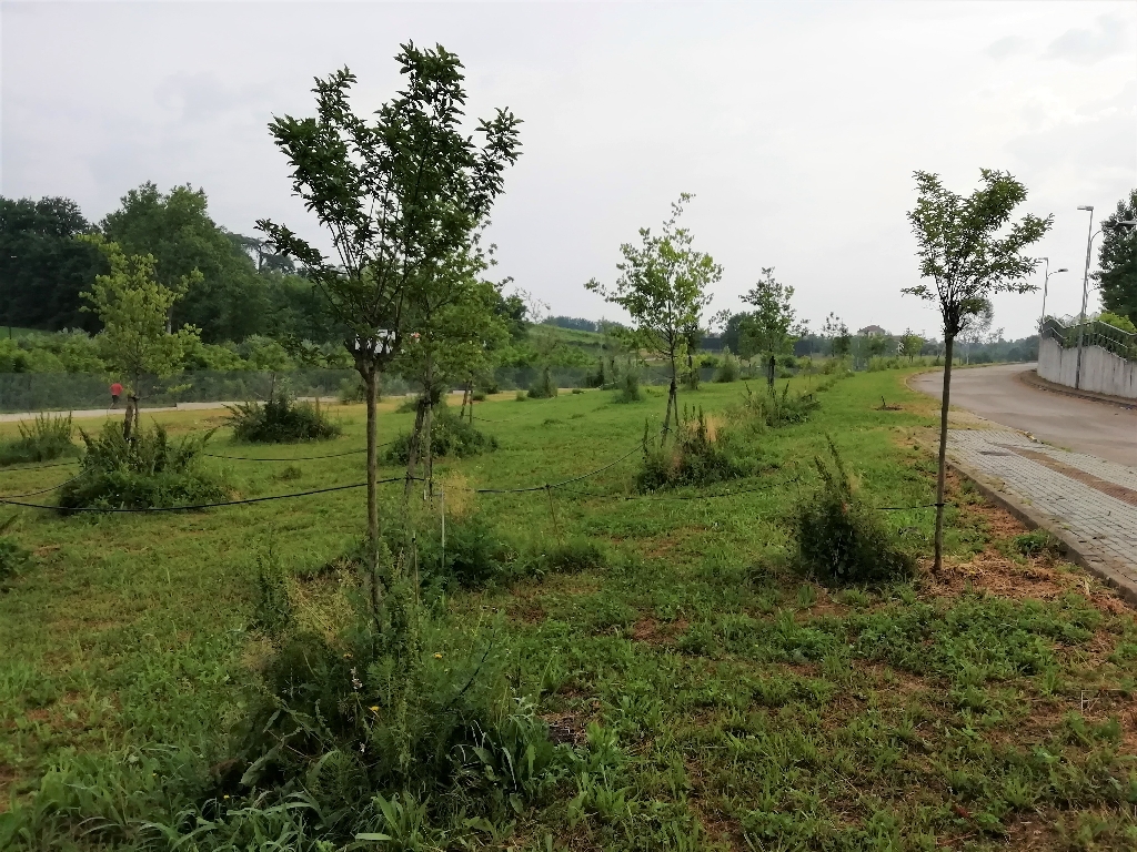 Presenza di vegetazione erbacea rigogliosa intorno al fusto delle piante dopo il taglio generale del prato nell area parco.