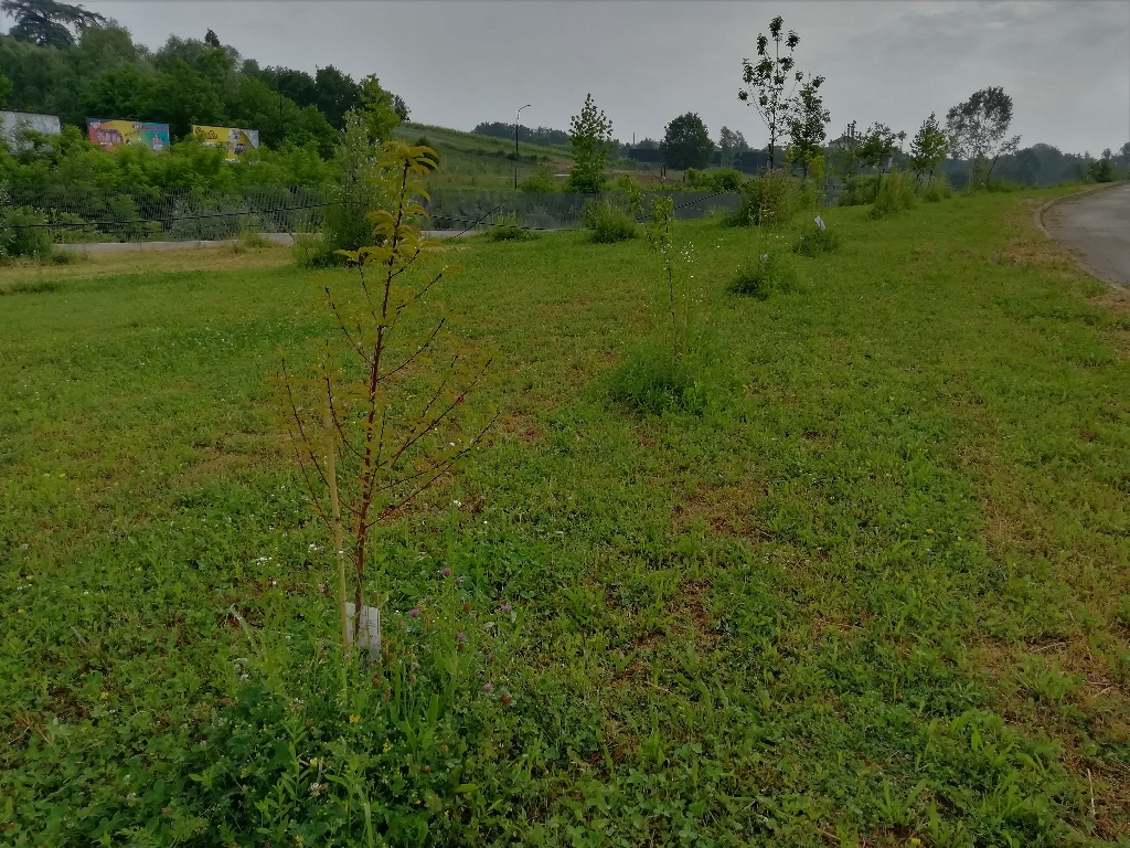 Presenza di vegetazione erbacea rigogliosa intorno al fusto delle piante dopo il taglio generale del prato nell area parco.