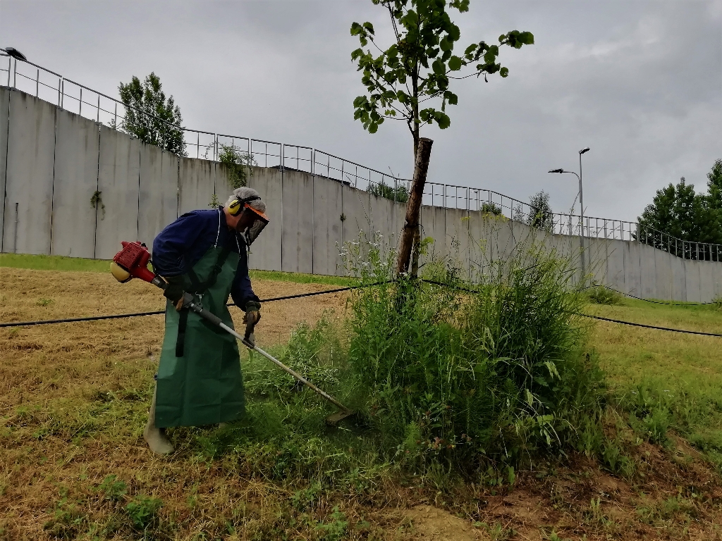 Intervento di taglio della vegetazione erbacea intorno al fusto delle piante con l utilizzo di un decespugliatore.