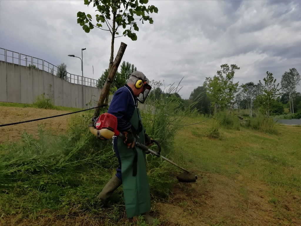 Intervento di taglio della vegetazione erbacea intorno al fusto delle piante con l utilizzo di un decespugliatore.