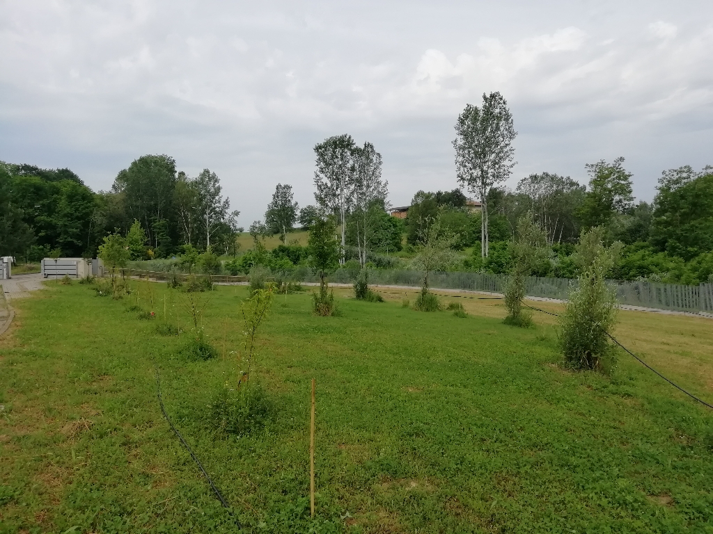 Presenza di vegetazione erbacea rigogliosa intorno al fusto delle piante dopo il taglio generale del prato nell area parco.