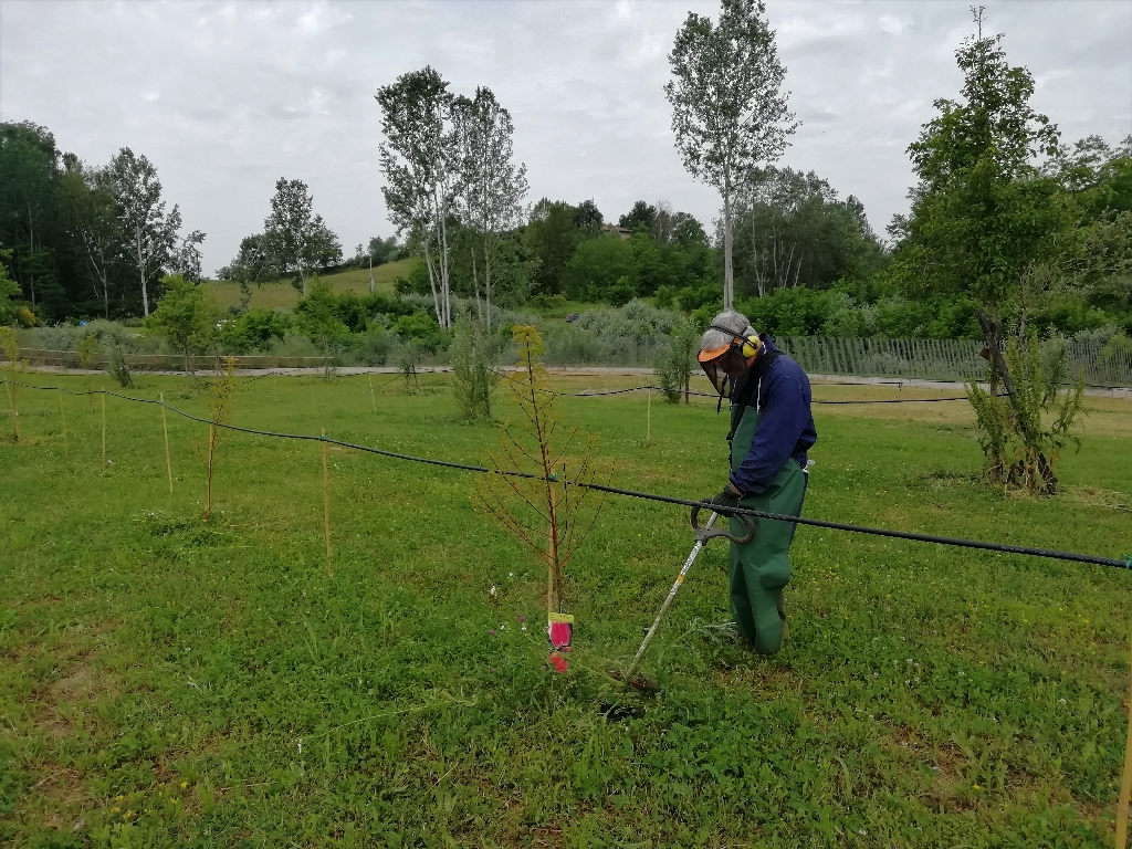 Intervento di taglio della vegetazione erbacea intorno al fusto delle piante con l utilizzo di un decespugliatore.