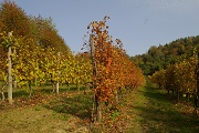 Firma protocollo d intenti tra l Università di Torino e l Associazione per il patrimonio dei paesaggi vitivinicoli di Langhe-Roero e Monferrato, Rettorato dell Università di Torino, venerdì 6 dicembre 2019.