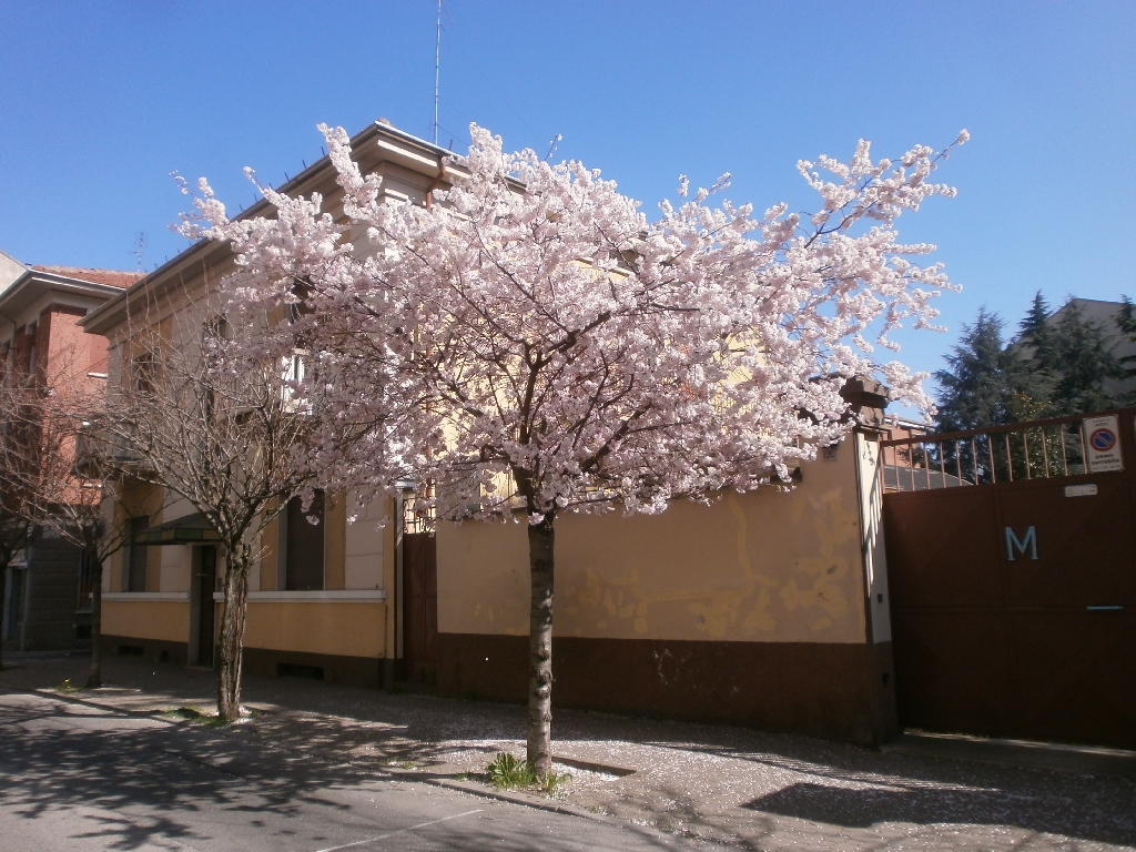 Splendida fioritura di un Ciliegio da fiore in Corso Matteotti ad Asti.