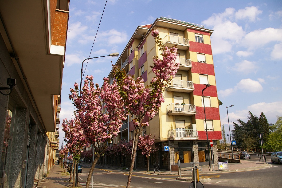 Veduta del pregevolissimo Viale di Ciliegi da fiore in Corsi Matteotti ad Asti (Lato Piazza Amendola).