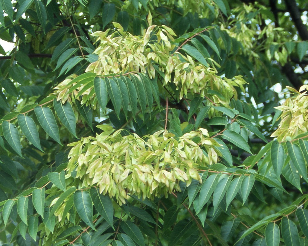 Fogliame e samare di Ailanthus altissima, una specie aliena infestante in molte realtà del territorio italiano.