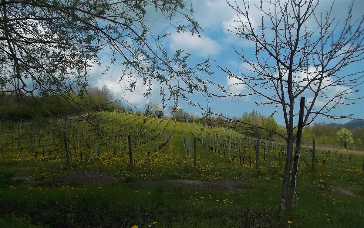 Veduta dell armonico paesaggio agrario di Albugnano, tra vigneti, prati e boschi.