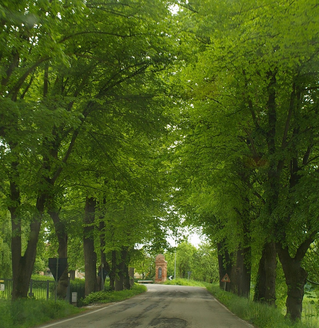 Veduta del Viale della Rimembranza di Tigli di Montafia d Asti.