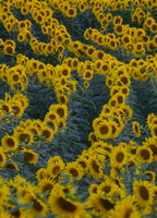 Campo di girasoli nell'Astigiano