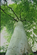 Fagus sylvatica