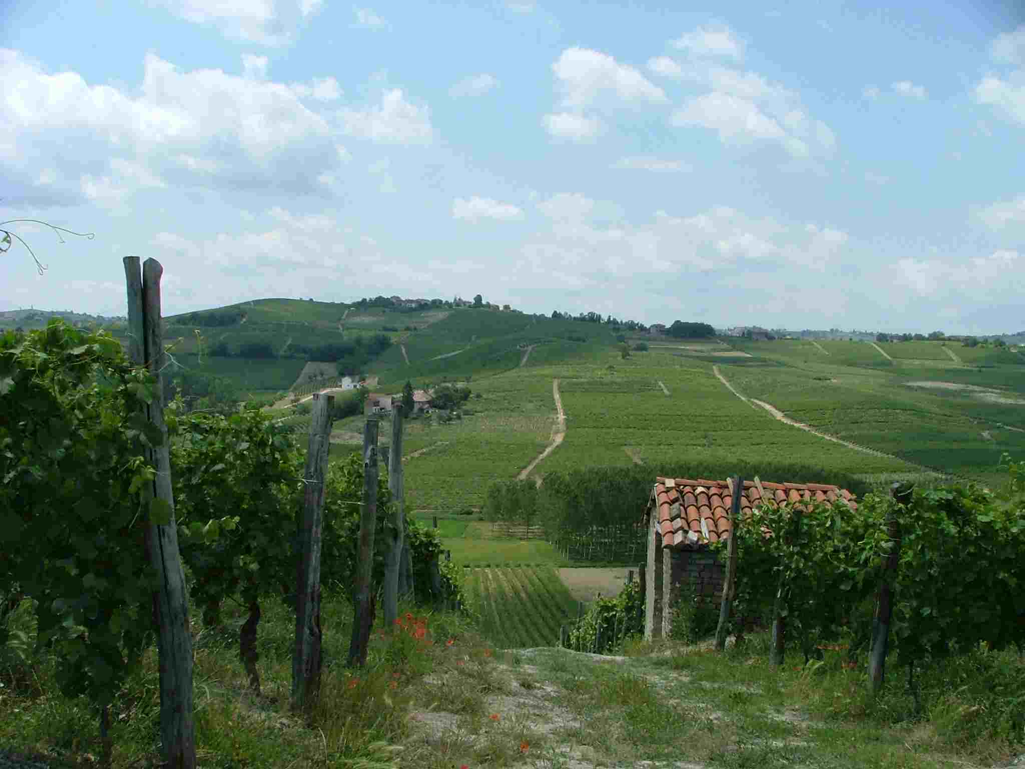 Paesaggio agrario con un tipico casotto agricolo nell'Astigiano