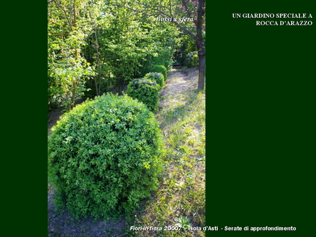 Un giardino speciale di Palme a Rocca dArazzo  di Giuseppe Loretto (Appassionato coltivatore)