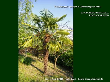Un giardino speciale di Palme a Rocca dArazzo  di Giuseppe Loretto (Appassionato coltivatore)