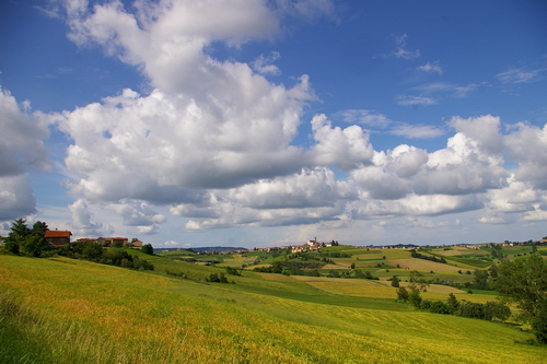 Coltivi di cereali e siepi campestri tra Scurzolengo e Grana