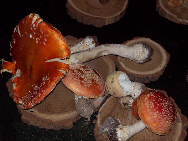 Funghi in esposizione - Mostra curata dal Gruppo Camisola di Asti