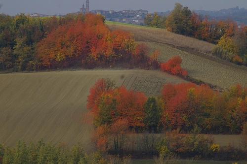 Veduta autunnale di aree boscate tra i coltivi del nord dell'Astigiano (Fraz. Colcavagno - Montiglio Monferrato)