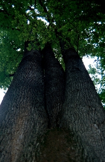 Bellissimo esemplare di rovere secolare (Quercus petraea)