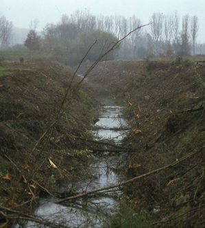 Quale gestione delle sponde dei corsi d'acqua del comprensorio Triversa - Traversola - Borbore?