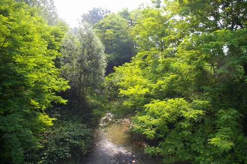 Lussureggiante vegetazione presente lungo I corsi d'acqua del comprensorio Triversa - Traversola - Borbore