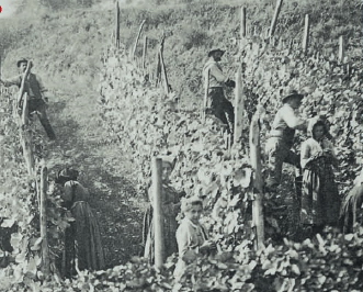 Foto storica di una vendemmia nell'Astigiano