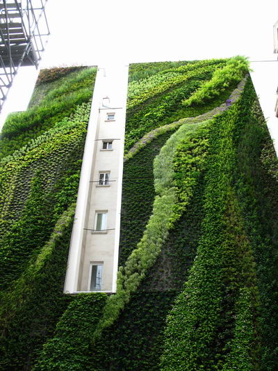 Straordinario muro vegetale di Patrick Blanc, realizzato a Rue d'Alsace (Foto gentilmente fornita da Flavio Pollano - Autorizzazione Patrick Blanc).