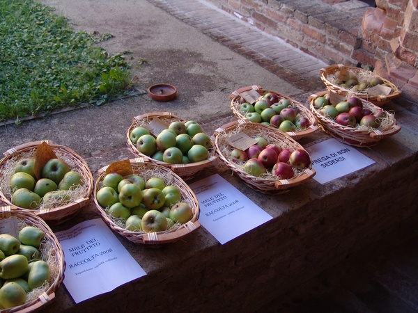 Mele prodotte dal Comitato per il Frutteto della Canonica di Vezzolano e generosamente offerte ai Convegnisti (Foto Pippo Sacco).