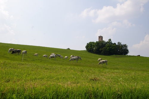 Veduta dei prati pascolati dal bestiame intorno alla Chiesa romanica dei Santi Nazario e Celso a Montechiaro d'Asti.