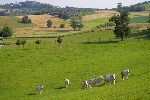 Veduta bucolica del paesaggio circostante la Chiesa romanica dei Santi Nazario e Celso a Montechiaro d'Asti