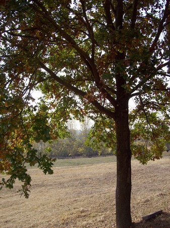 Paesaggi di naturalità della Valtriversa.
