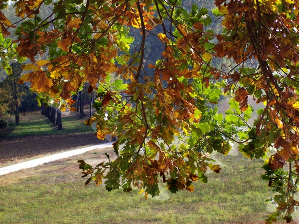 Paesaggi di naturalità della Valtriversa.