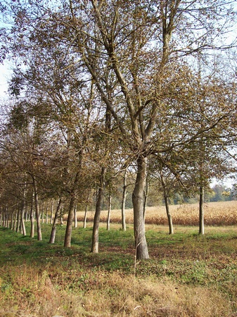 Impianti legnosi di noce