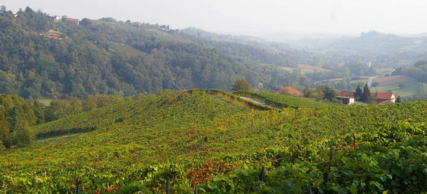 Veduta del paesaggio viticolo di Moncucco Torinese