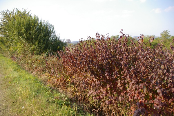 Macchie di arbusti (Cornus sanguinea) presenti lungo la strada sul crinale dei Becchi a Morialdo di Castelnuovo Don Bosco.