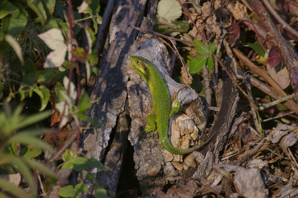 Fauna presente tra la vegetazione lungo il percorso.