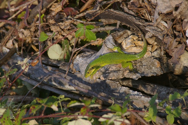 Fauna presente tra la vegetazione lungo il percorso.