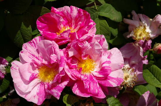 Rosa gallica cv 'Versicolor'