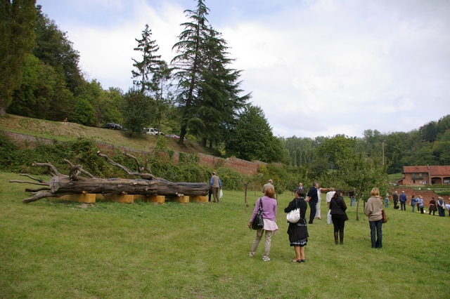  Veduta del Cipresso monumentale posizionato nel frutteto retrostante la Canonica di Vezzolano.