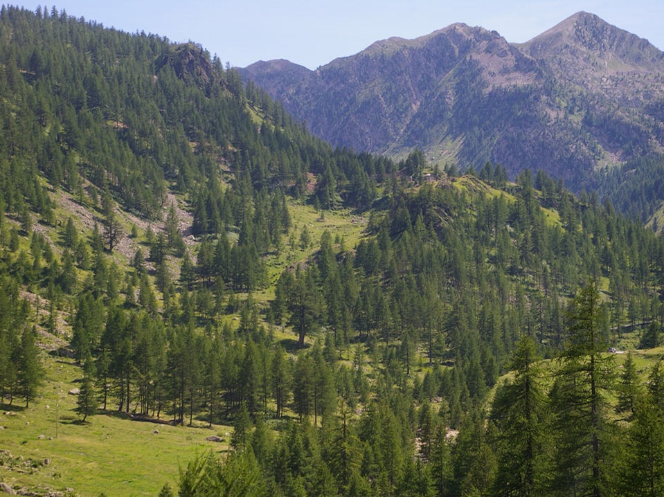 Veduta di un tipico paesaggio alpino, caratterizzatro da estese formazioni boschive di larici, frammiste a prati.