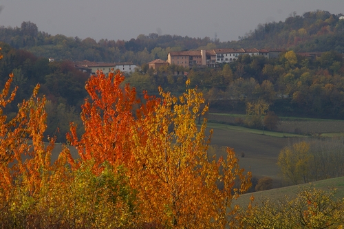  Ciliegi dei boschi astigiani