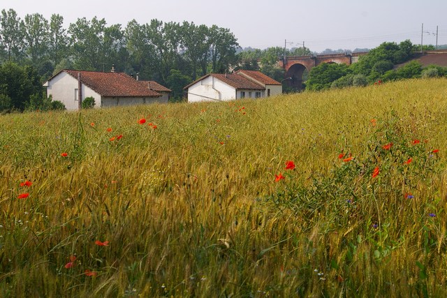 Veduta del paesaggio agrario nel comune di Villafranca d'Asti.