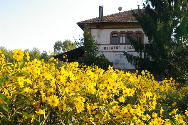 Veduta delle copiose e vivacissime fioriture autunnali dell'Helianthus tuberosum nell'intorno della Stazione ferroviaria di Chiusano d'Asti.