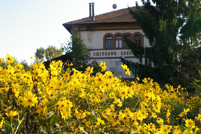 Veduta delle copiose e vivacissime fioriture autunnali dell'Helianthus tuberosum nell'intorno della Stazione ferroviaria di Chiusano d'Asti.