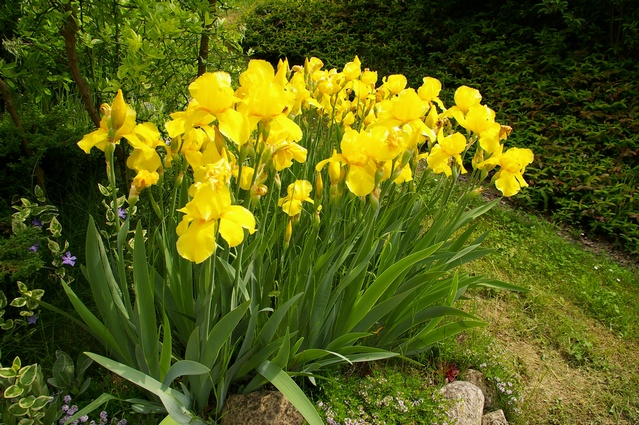 Straordinarie fioriture di Iris presenti nel giardino di Casa Accomo Grassi a Semmine d'Asti