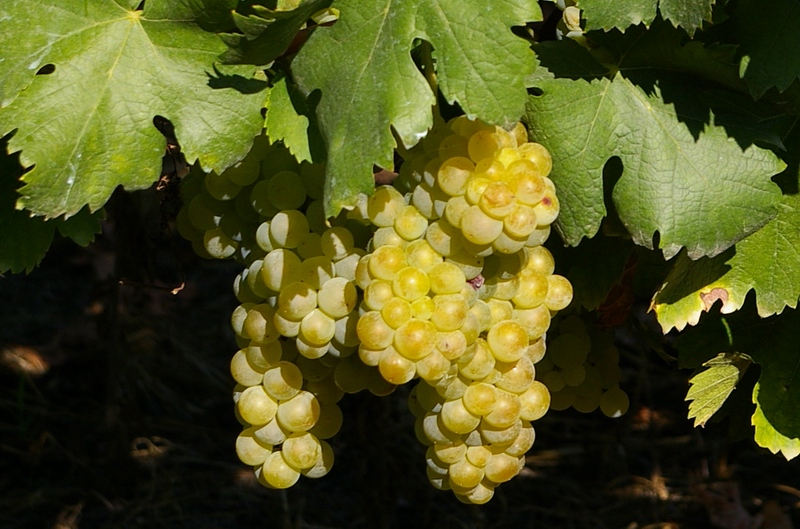 Grappoli del vitigno moscato bianco da cui si ottiene il vino DOCG - Moscato d'Asti, la cui produzione è consentita nelle province di Alessandria, Asti e Cuneo.