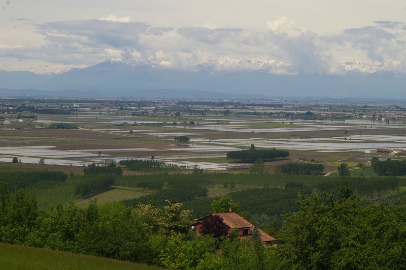 Veduta del tipico paesaggio delle risaie da Coniolo Monferrato.